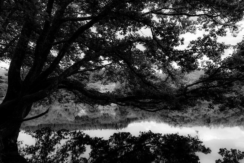 2020_06_20_Panneciere (0019).jpg - Lac de Pannecière, vers Les Vouas (Juin 2020)